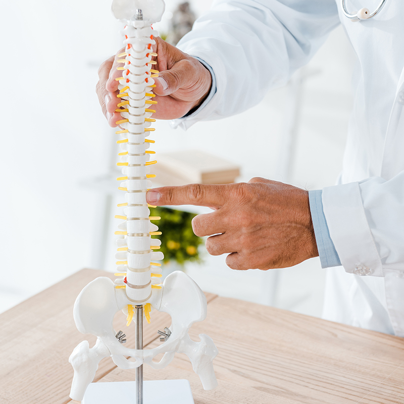cropped view of doctor pointing with finger at spine model in cl